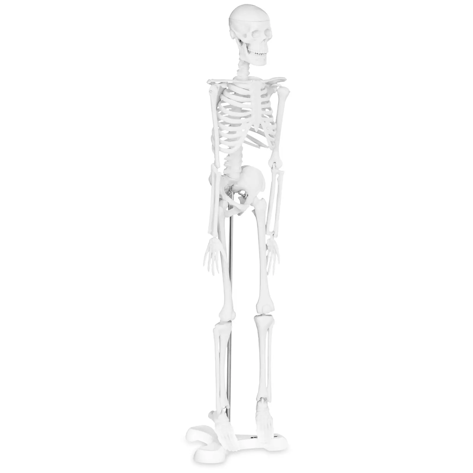 Minijaturni kostur - 45 cm - mjerilo 1:4