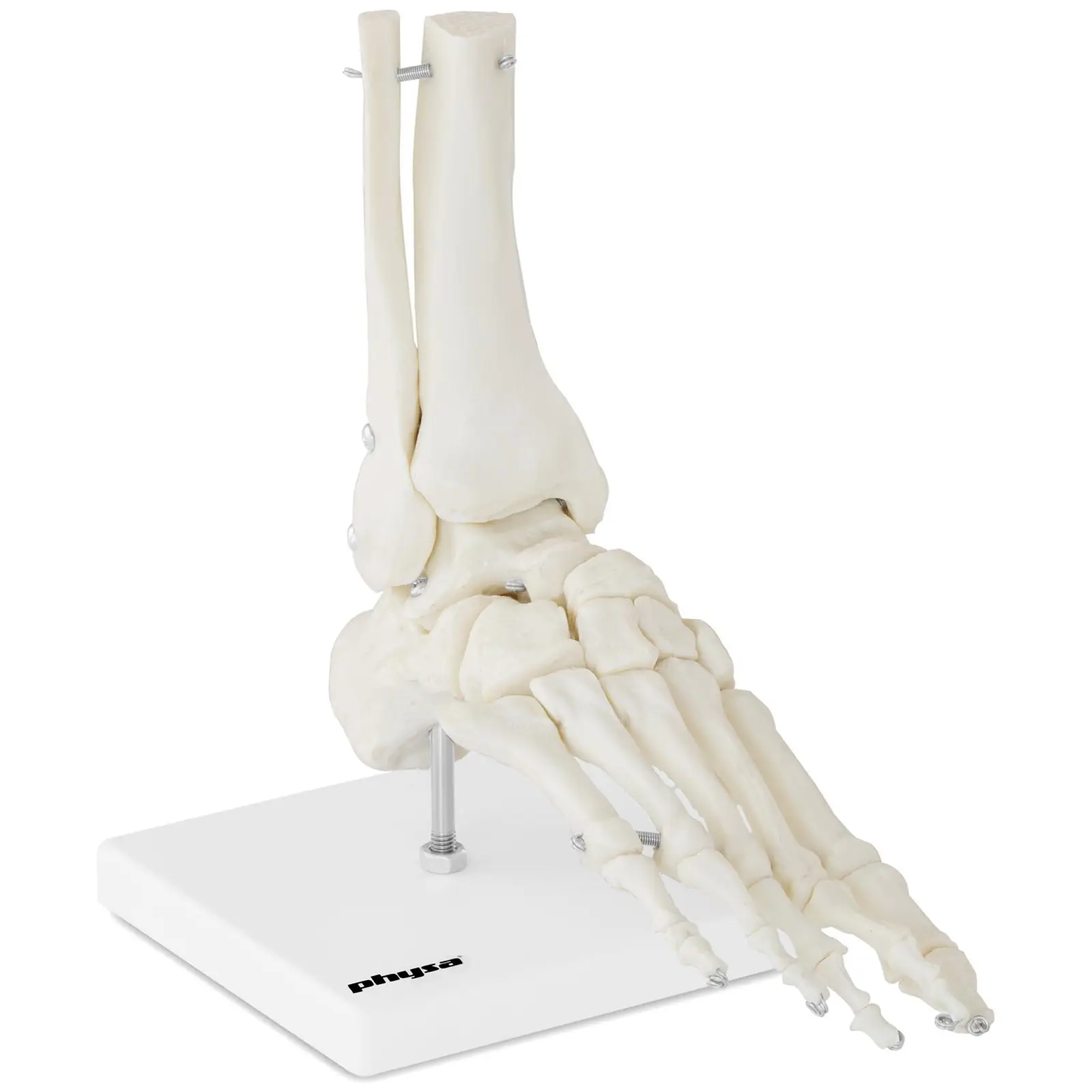 Model kostura stopala